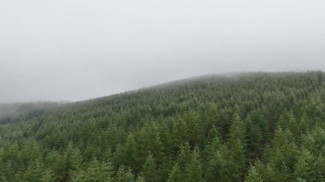 Wide aerial photo of dense pine forest hillside emerging from low white fog and mist, moody nature landscape