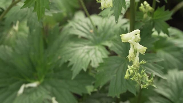 Northern wolfsbane (Aconitum lasiostomum) flower buds stand static against a soft blurred background of green foliage. Useful for botanical educational films, toxic plant research, and nature stock.