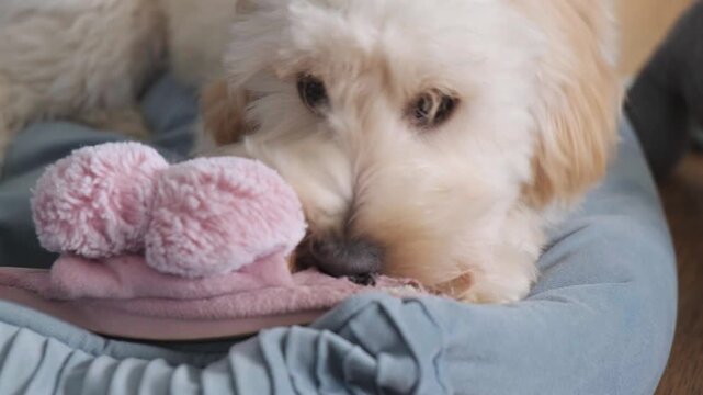 Adorable Fluffy Golden Puppy Chewing Playfully on Pink Slipper in Cozy Dog Bed Close Up View Indoors