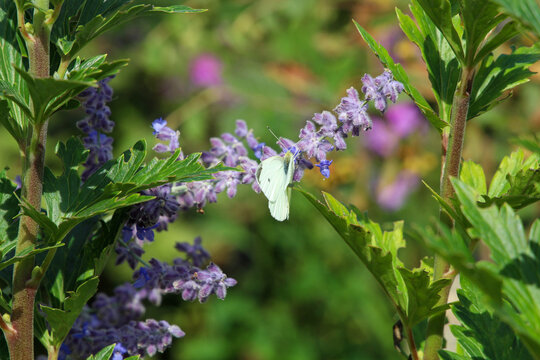 
A brimstone butterfly is searching for nectar on a Russian sage.