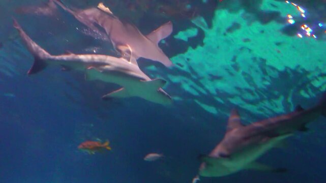 A gray sand tiger shark (Carcharias taurus) swimming from left to right in the water column. It has a powerful grayish-brown body