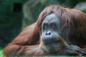 A portrait of a sad orangutan ( Pongo pygmaeus) behind glass at the zoo © IvSky