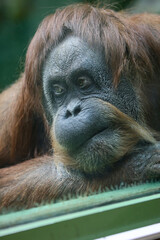 A portrait of a sad orangutan ( Pongo pygmaeus) behind glass at the zoo © IvSky