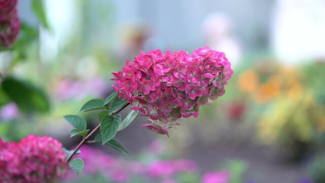 Close-up of vibrant pink hydrangea flowers with water droplets on soft petals and green leaves against a blurred colorful summer garden background.