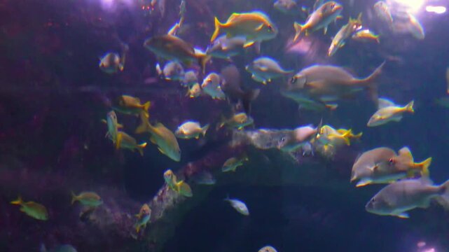 Large aggregation of marine reef fish in a large aquarium, typically found in reef habitats