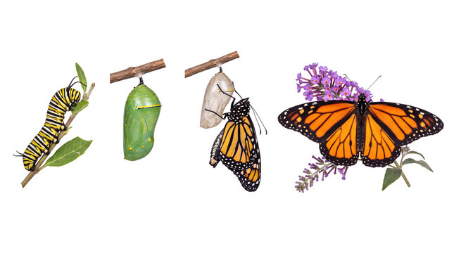 butterfly life cycle transparent background caterpillar chrysalis monarch insect metamorphosis Stages present the complete butterfly life cycle for education comparison and commercial design