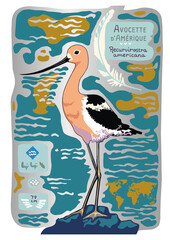Naklejka premium American avocet