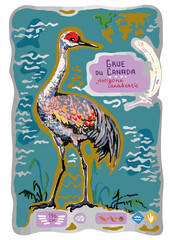 Naklejka premium Sandhill crane, illustration of a bird in a water