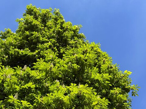 Horse Chestnut tree in spring full bloom