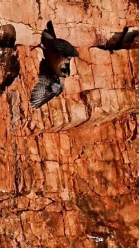 Peregrine falcon taking off from a red rock cliff ledge in a canyon, bird of prey in the wild
