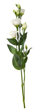 White eustoma flowers and buds isolated on white or transparent background