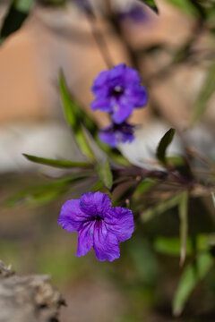 Ruellia (Ruellia simplex), Mexican petunia - ornamental plant from the acanthus family (Acanthaceae)
