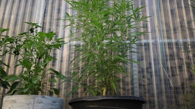Homegrown cannabis plant grows tall in a large outdoor pot beside other garden crops showing container cultivation summer growth urban gardening and sustainable home farming
