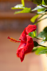 Red flower of a blooming hibiscus (Hibiscus syriacus L.) on a blurred background © anettastar