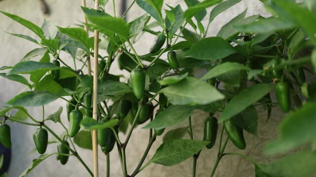 Fresh green jalapeno peppers grow among lush leaves in a home garden showing organic vegetable cultivation summer harvest healthy food and sustainable gardening at home