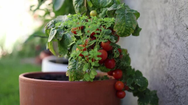 Homegrown cherry tomatoes ripen on a compact plant in a garden pot showing fresh organic produce urban gardening summer harvest and sustainable home food growing outdoors