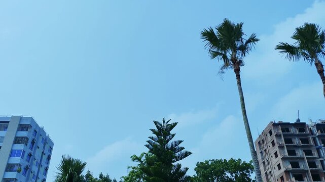 Tall tropical palm trees swaying in the wind silhouetted against a clear blue sky in a peaceful outdoor landscape