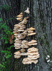 Bondarzewia berkeleyi bracket fungus cascading on oak tree trunk © Karlsson Photo