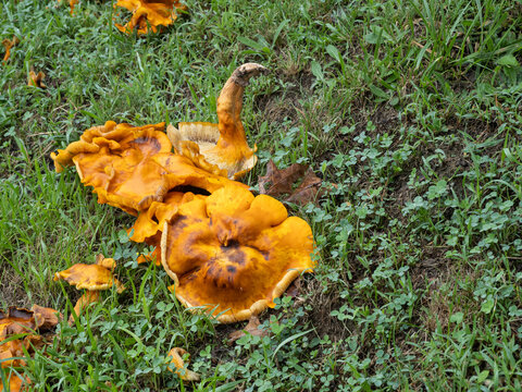 Decaying orange Omphalotus illudens jack-o-lantern mushrooms on grassy slope