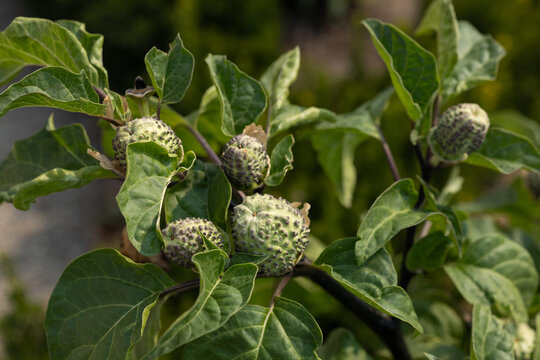 Green thorn apple seed pods growing on a poisonous Datura plant