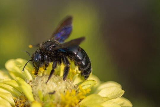  Close-up of a violet carpenter bee feeding on a yellow zinnia