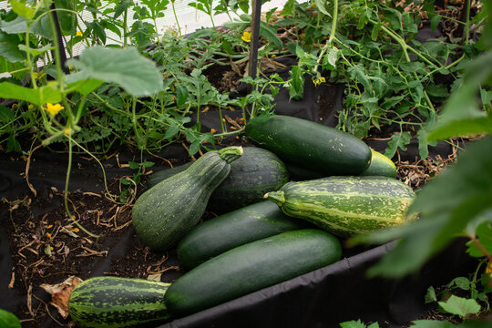 Fresh zucchini and summer squash of different sizes harvested from a home garden