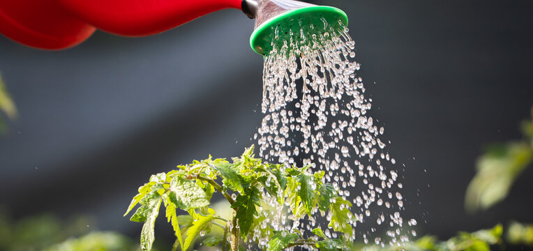 Watering a Young Tomato Plant with a Garden Sprinkler