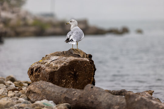 Sea Gull sitting on rock by the river in Windsor Southern Ontario Canada