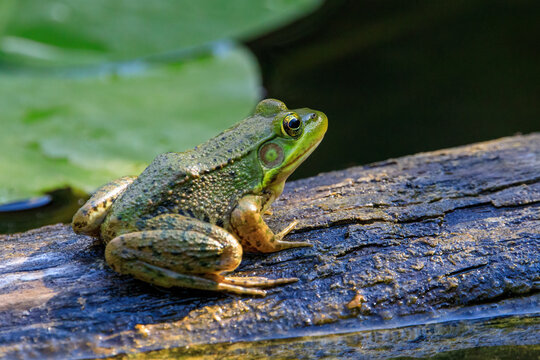 A green Frog with gold eyes in a pond