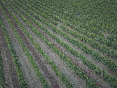 Aerial view of lush green rows of grapevines in a vineyard with dry soil paths in Puisseguin, Nouvelle-Aquitaine, France.