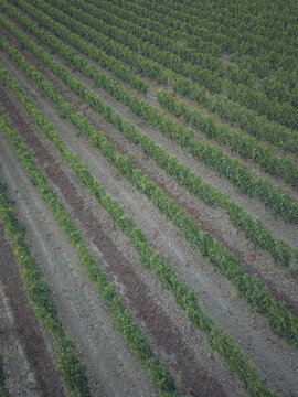 Aerial view of rows of lush green grapevines in a vineyard in Puisseguin, Nouvelle-Aquitaine, France.