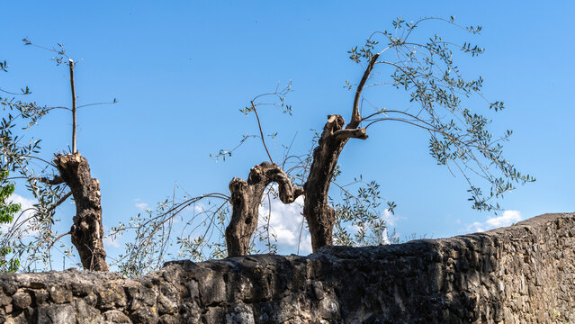 Olivenb&auml;ume hinter einer Stadtmauer, Montalcino, Toskana, Italien