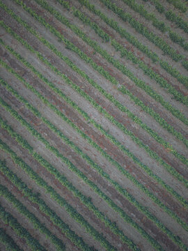 Aerial view of rows of lush green grapevines in a vineyard in Puisseguin, Nouvelle-Aquitaine, France.