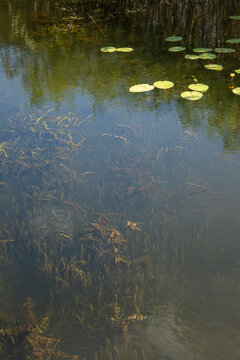 Underwater plants and green water lily leaves on peaceful lake surface close up. Clear river water texture with reflection of blue sky and trees at summer countryside. Nature, ecology and environment.