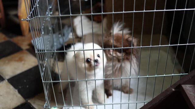 Two fluffy Pomeranian dogs stand behind metal bars and look toward a person seeking attention with eager expressions and playful behavior inside a cozy home pet enclosure