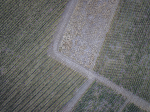 Aerial view of lush green vineyard rows separated by dirt paths in the countryside of Puisseguin, Nouvelle-Aquitaine, France.