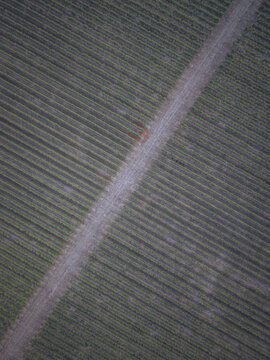 Aerial view of a vineyard with neatly planted rows of grapevines bisected by a dirt path in Puisseguin, Nouvelle-Aquitaine, France.