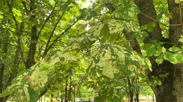 Horse chestnut leaves damaged by leaf miner moth with brown and pale blotches, tree pest, plant disease, foliage damage, environmental problem.
