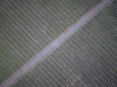 Aerial view of a vineyard with neat rows of grapevines and a dirt path cutting through the landscape in Puisseguin, Nouvelle-Aquitaine, France.