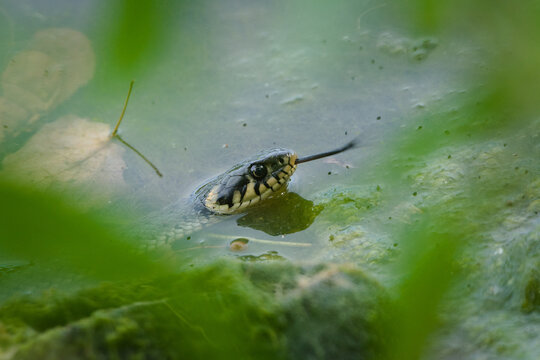 Grass Snake (Natrix natrix) reptile swimming in a green pond with its tongue flicking.
