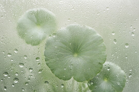 Fresh Centella asiatica leaves viewed through a misted glass surface covered with condensation and water droplets, creating a soft translucent botanical atmosphere. Natural skincare, hydration and cle