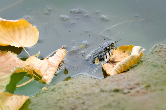 Grass Snake (Natrix natrix) reptile swimming in a green pond with its tongue flicking.