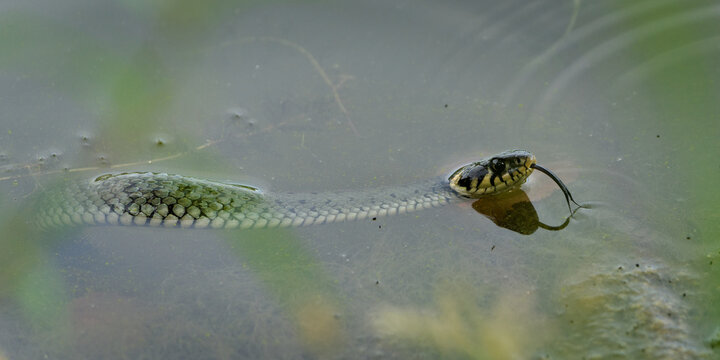 Grass Snake (Natrix natrix) reptile swimming in a green pond with its tongue flicking.
