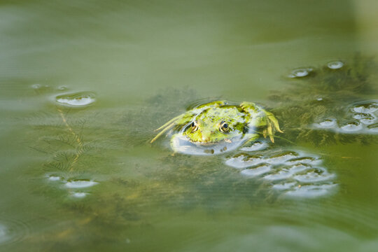Green frog Pelophylax kl. esculentus frog floating in murky pond water among green aquatic plants