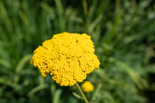 Fernleaf yarrow (achilea filipendulina) flowers in bloom