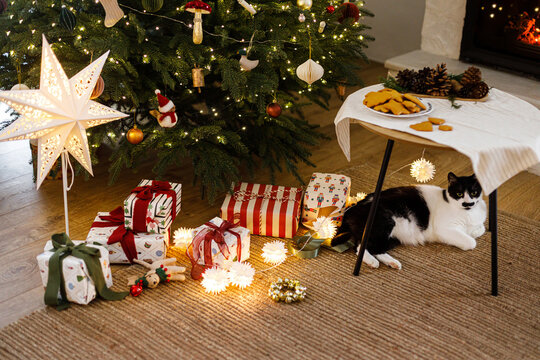 Cute domestic cat resting under table beside wrapped Christmas presents and illuminated xmas tree in festive living room. Happy holidays and pet