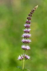 Close up of garden mint (mentha spicata) flowers in bloom © tom