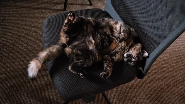 A fluffy tortoiseshell cat lies on back stretched out on a black office chair at home. Sleeping domestic pet, animal relaxation, lazy pastime. Relaxing vibe. High quality 4k footage.