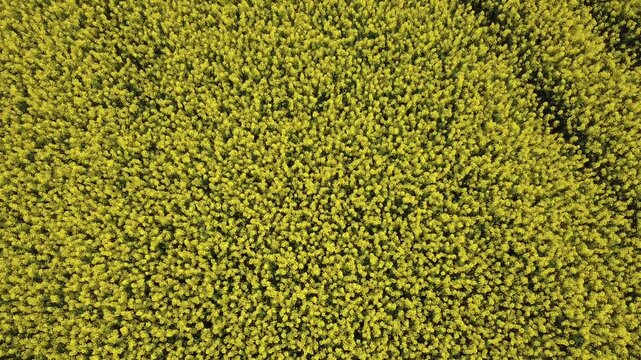 Paysage rural avec vaste champ de colza jaune vif