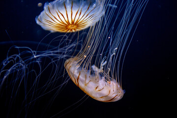 Fototapeta premium Two Japanese sea nettle jellyfish drifting in dark water